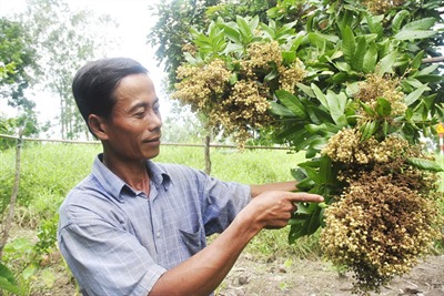 Tiền Giang: ev88 bệnh chổi rồng trên cây nhãn